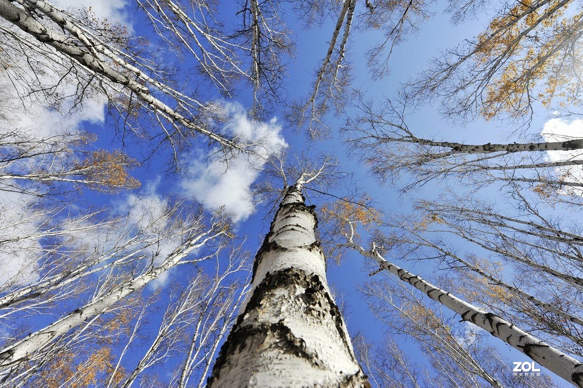 2020年国庆节游内蒙古额尔古纳湿地、白桦林