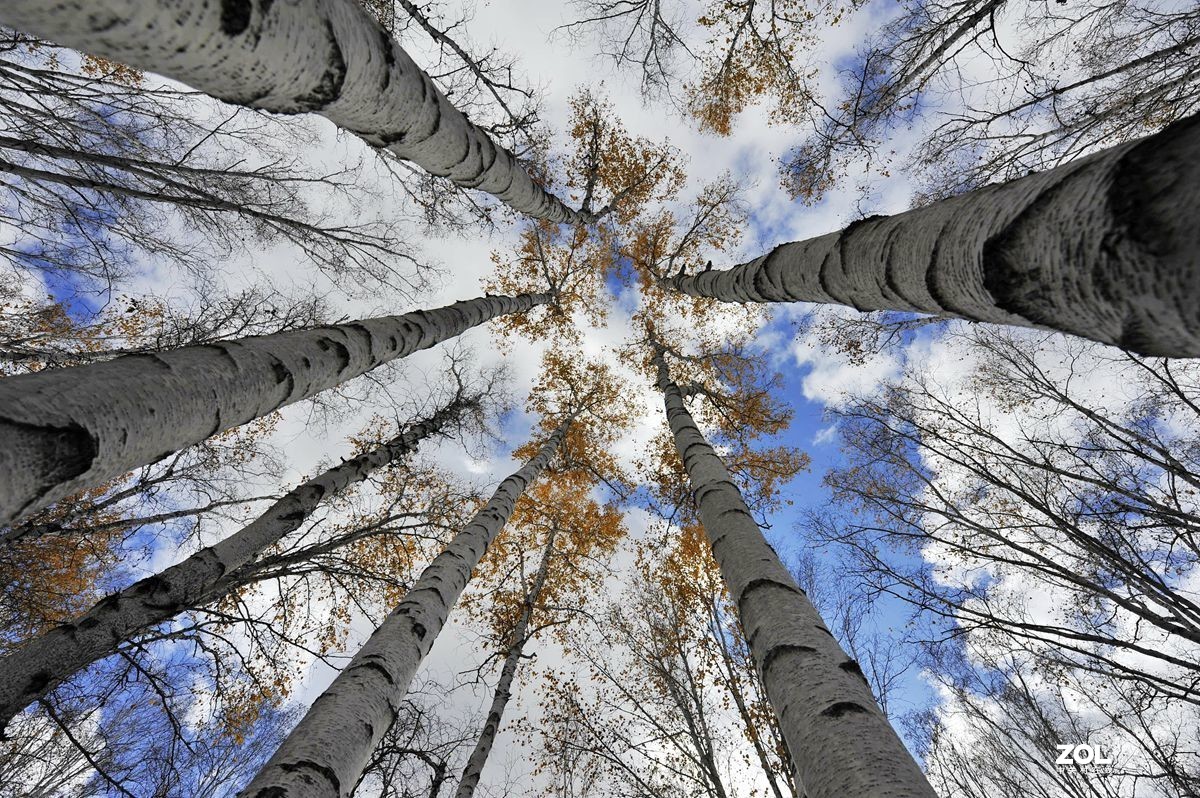 2020年国庆节游内蒙古额尔古纳湿地、白桦林