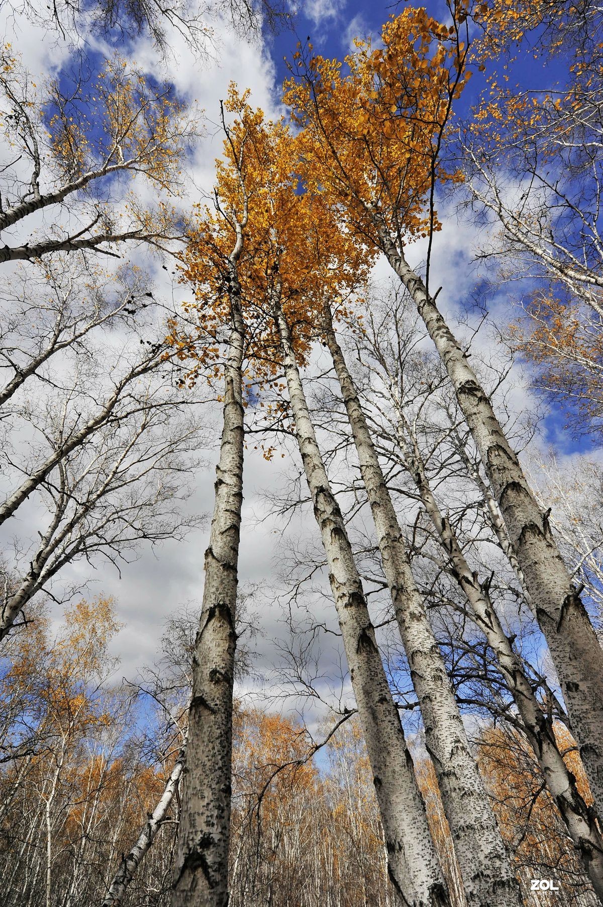 2020年国庆节游内蒙古额尔古纳湿地、白桦林