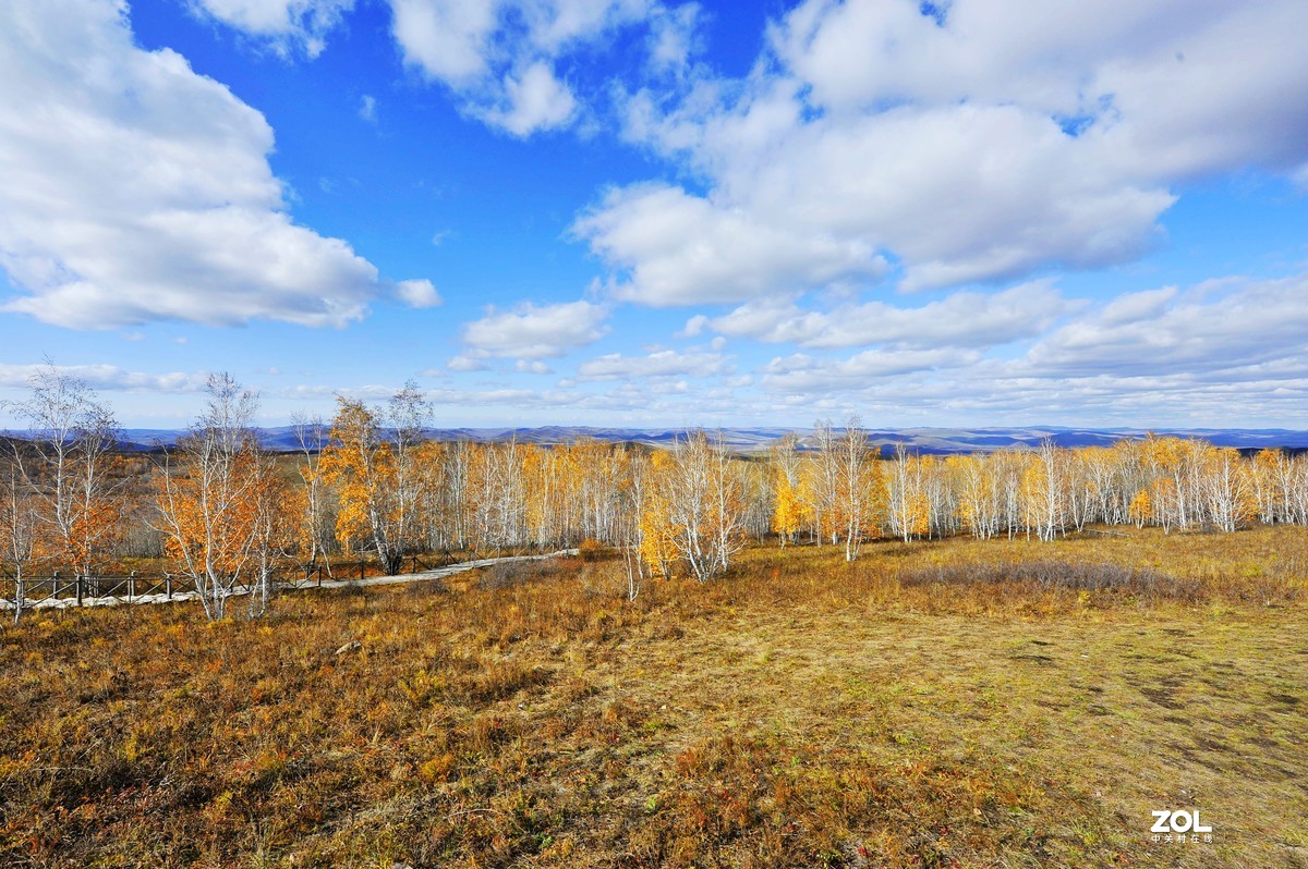 2020年国庆节游内蒙古额尔古纳湿地、白桦林
