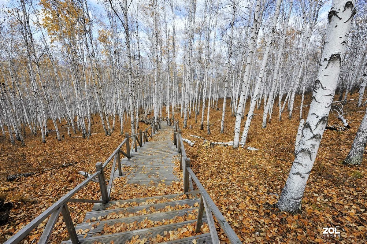 2020年国庆节游内蒙古额尔古纳湿地、白桦林