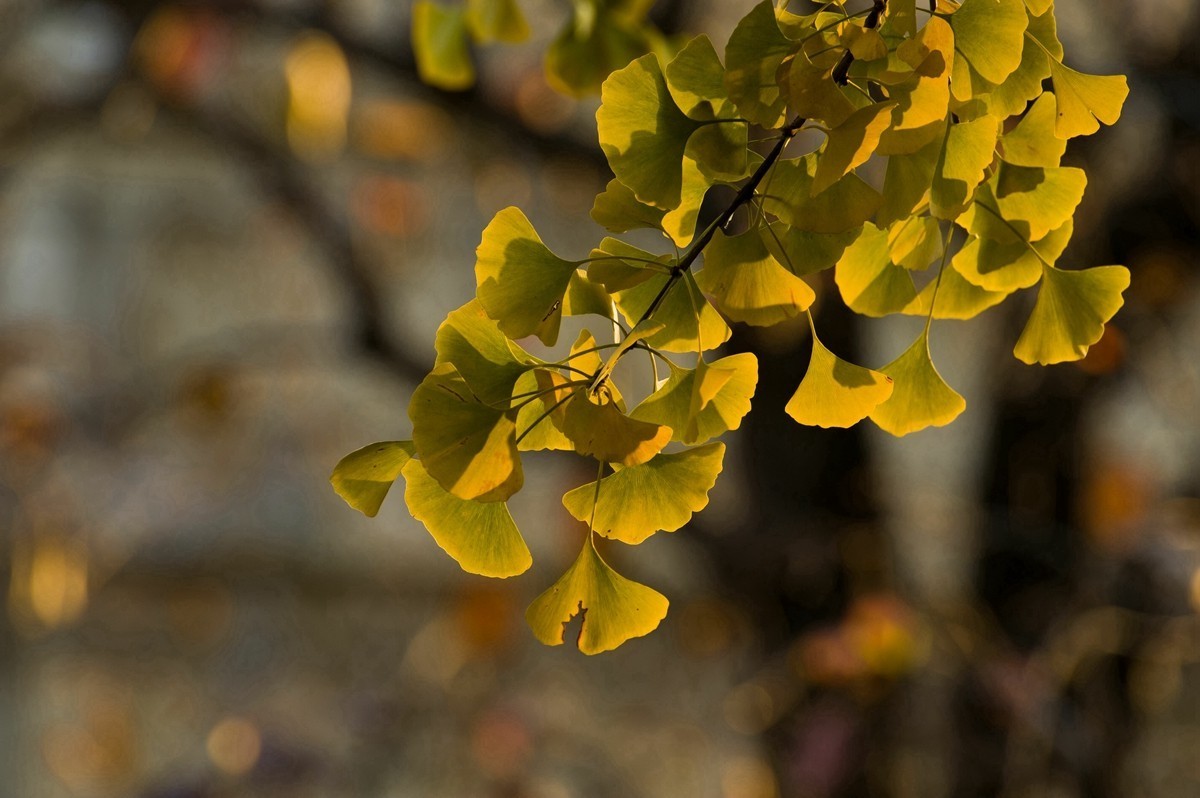 【 知 秋 五 塔 寺 】