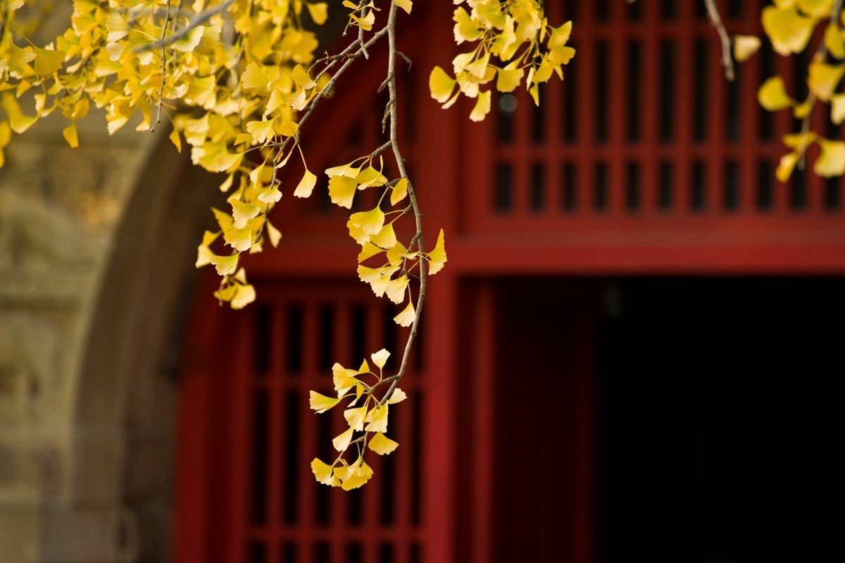 【 知 秋 五 塔 寺 】