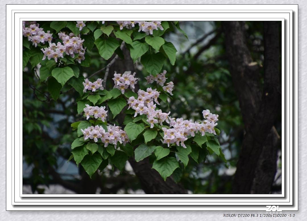 楸树开花也惊艳