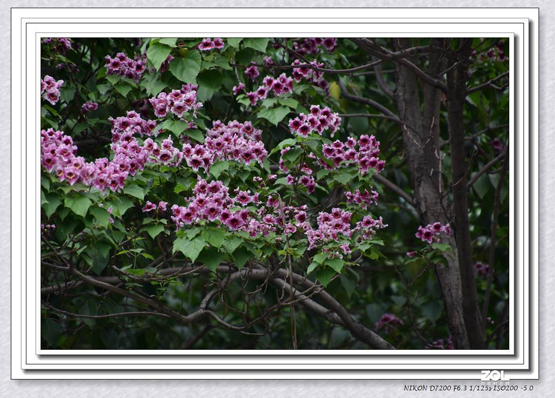 楸树开花也惊艳