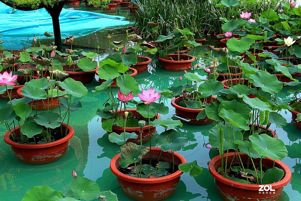 盆栽荷花-3-中关村在线摄影论坛