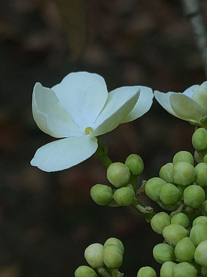 花卉系列【2630】