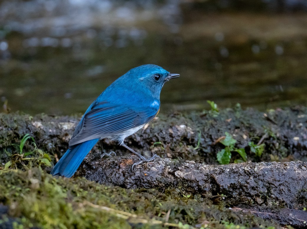 清秀的《蓝眉林鸲》