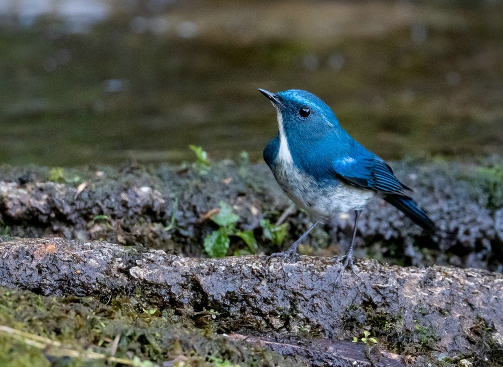 清秀的《蓝眉林鸲》