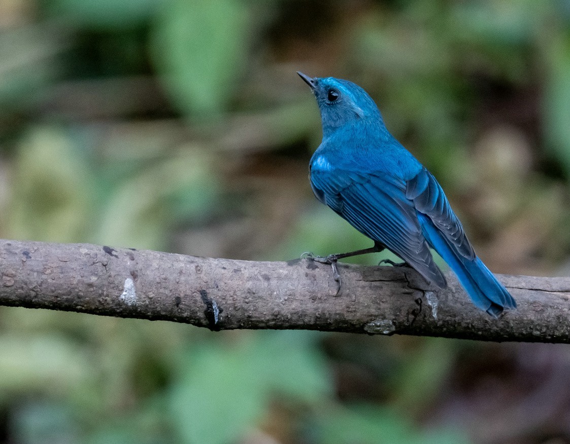 清秀的《蓝眉林鸲》