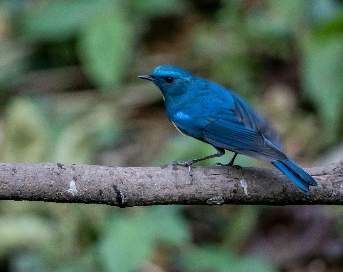 清秀的《蓝眉林鸲》