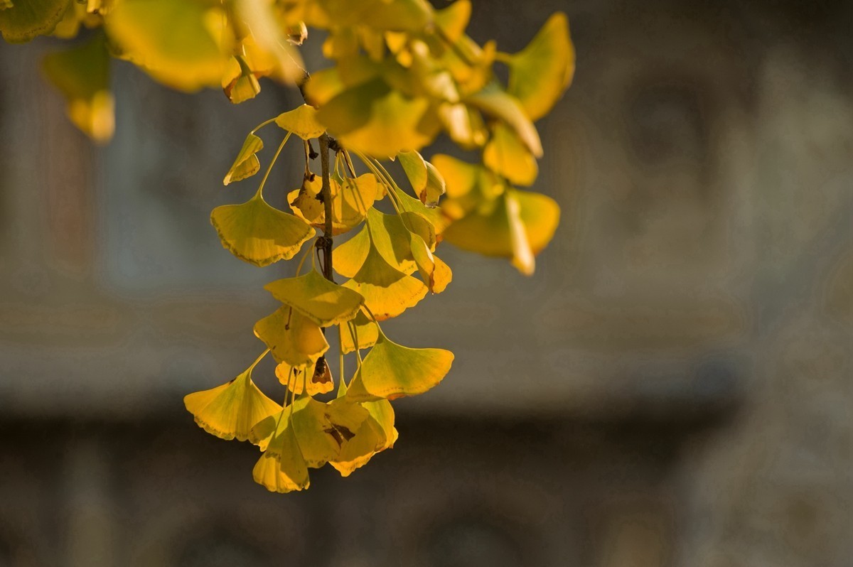 【 知 秋 五 塔 寺 】