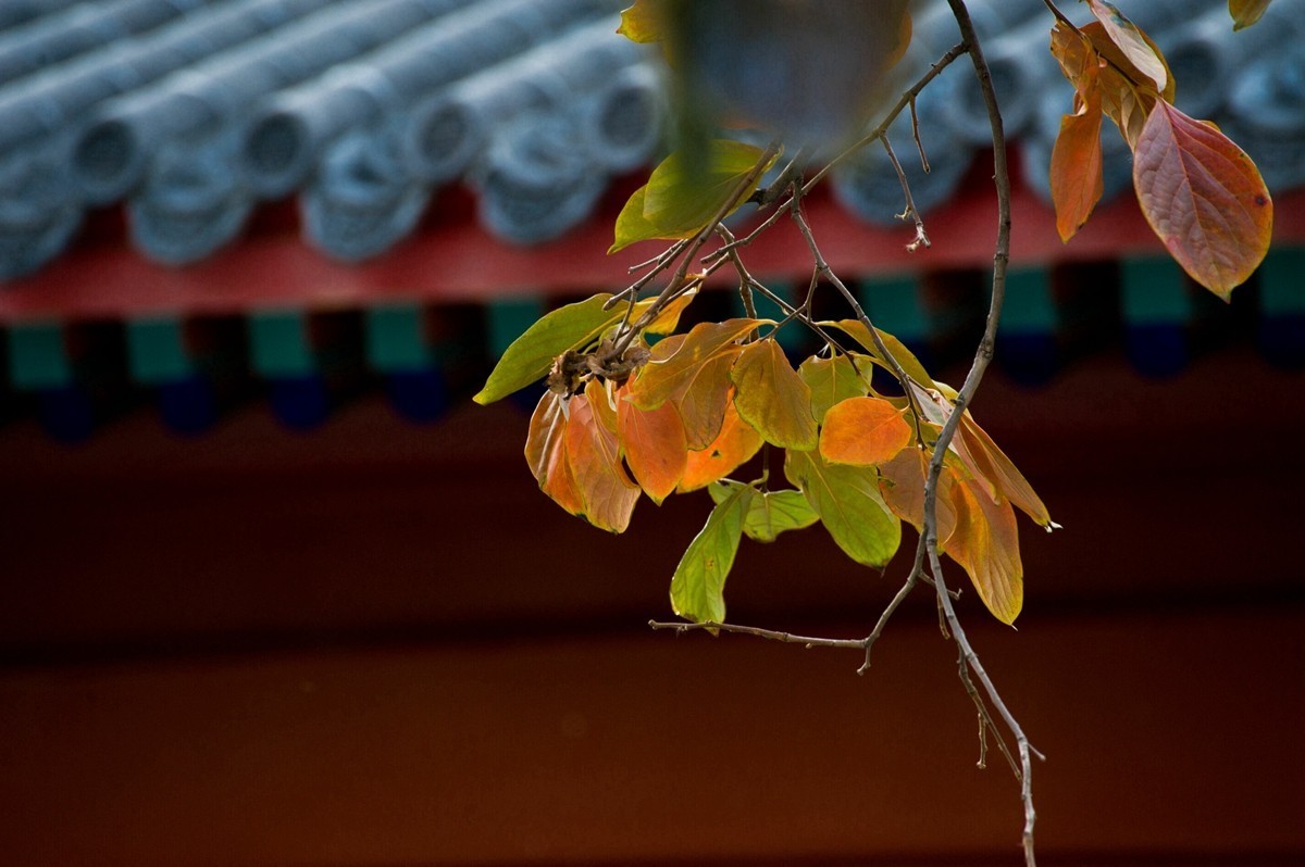 【 知 秋 五 塔 寺 】