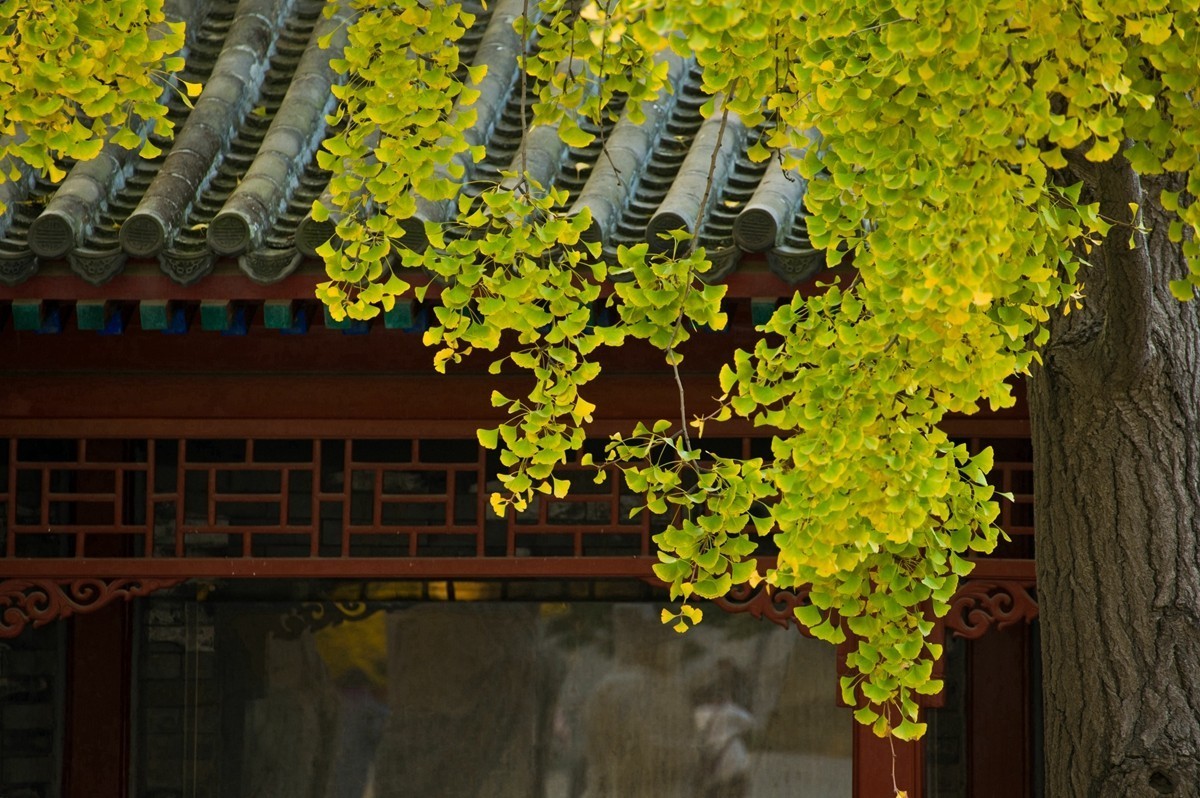 【 知 秋 五 塔 寺 】