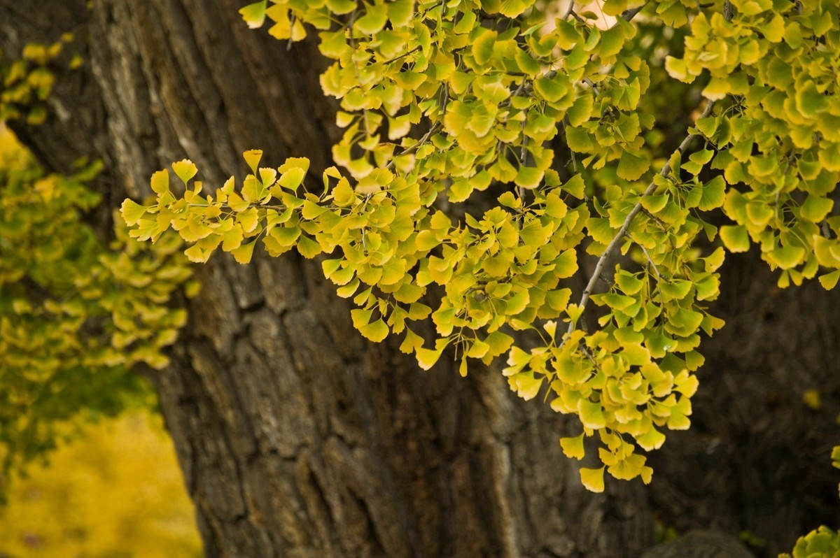 【 知 秋 五 塔 寺 】