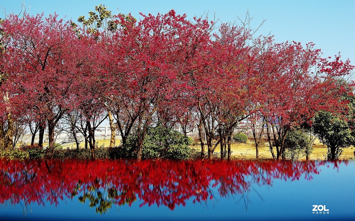 花红柳绿  春意盎然