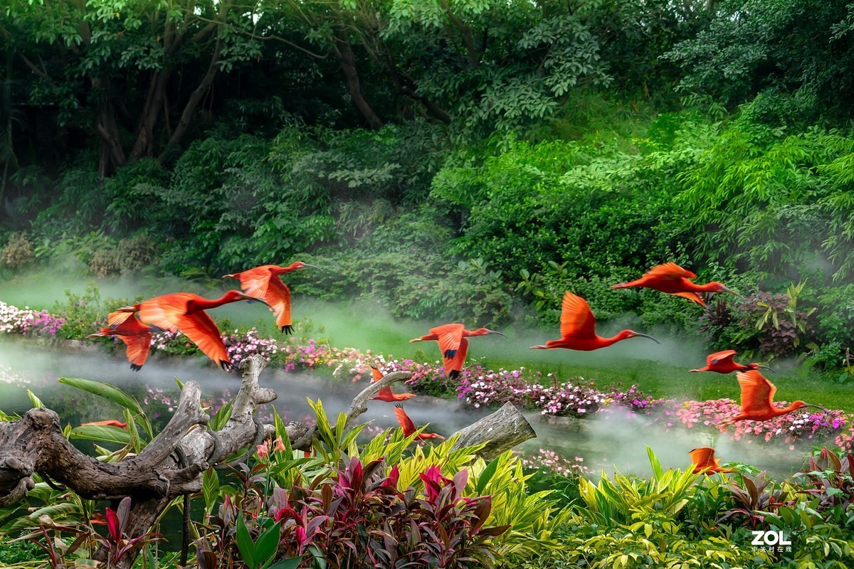 百鸟飞歌