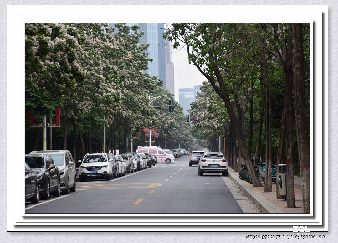 楸树开花也惊艳