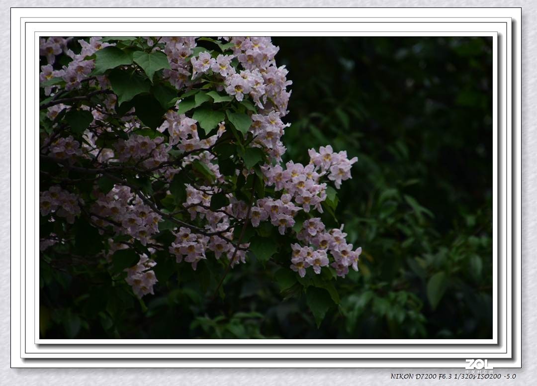 楸树开花也惊艳