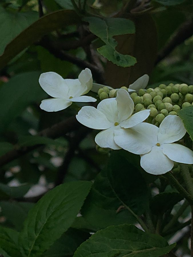 花卉系列【2630】