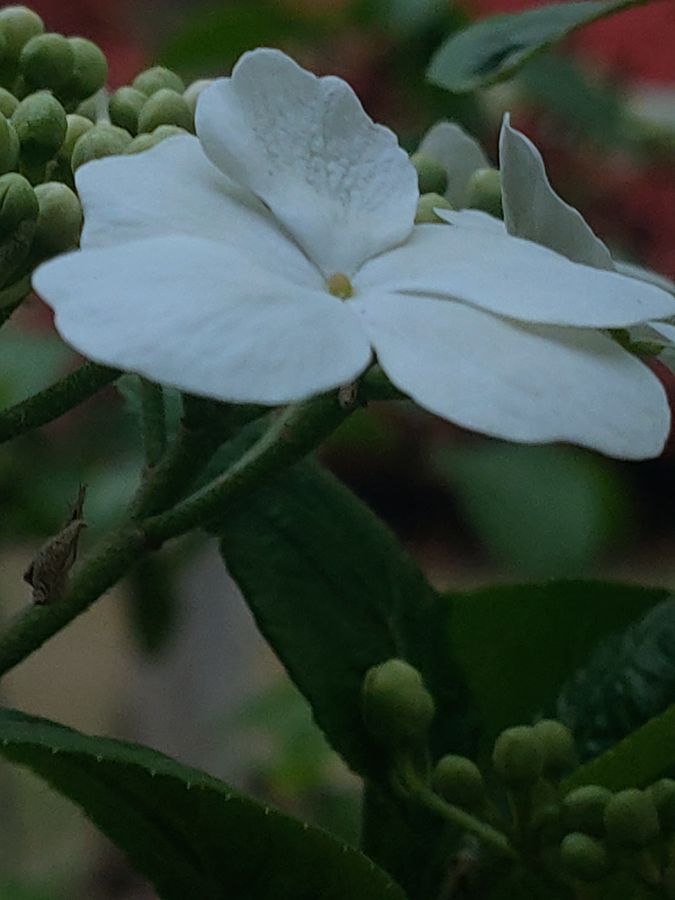 花卉系列【2630】