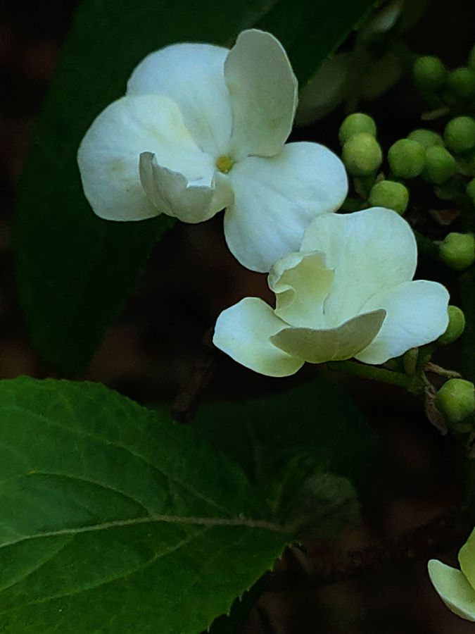 花卉系列【2630】