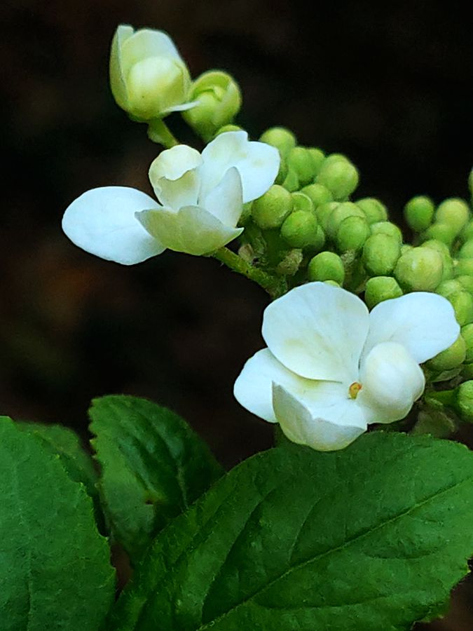 花卉系列【2630】