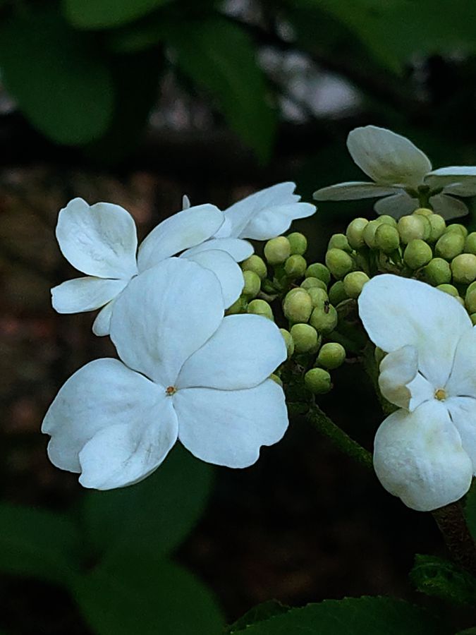 花卉系列【2630】