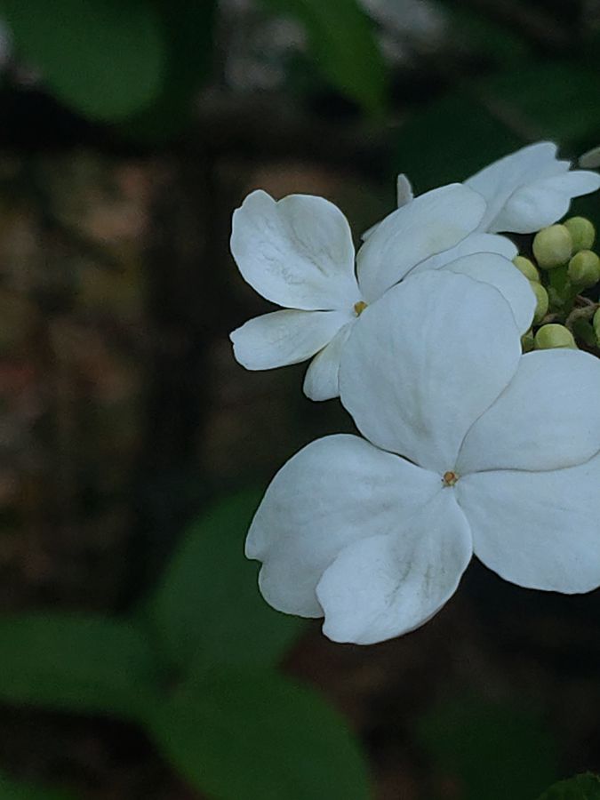 花卉系列【2630】