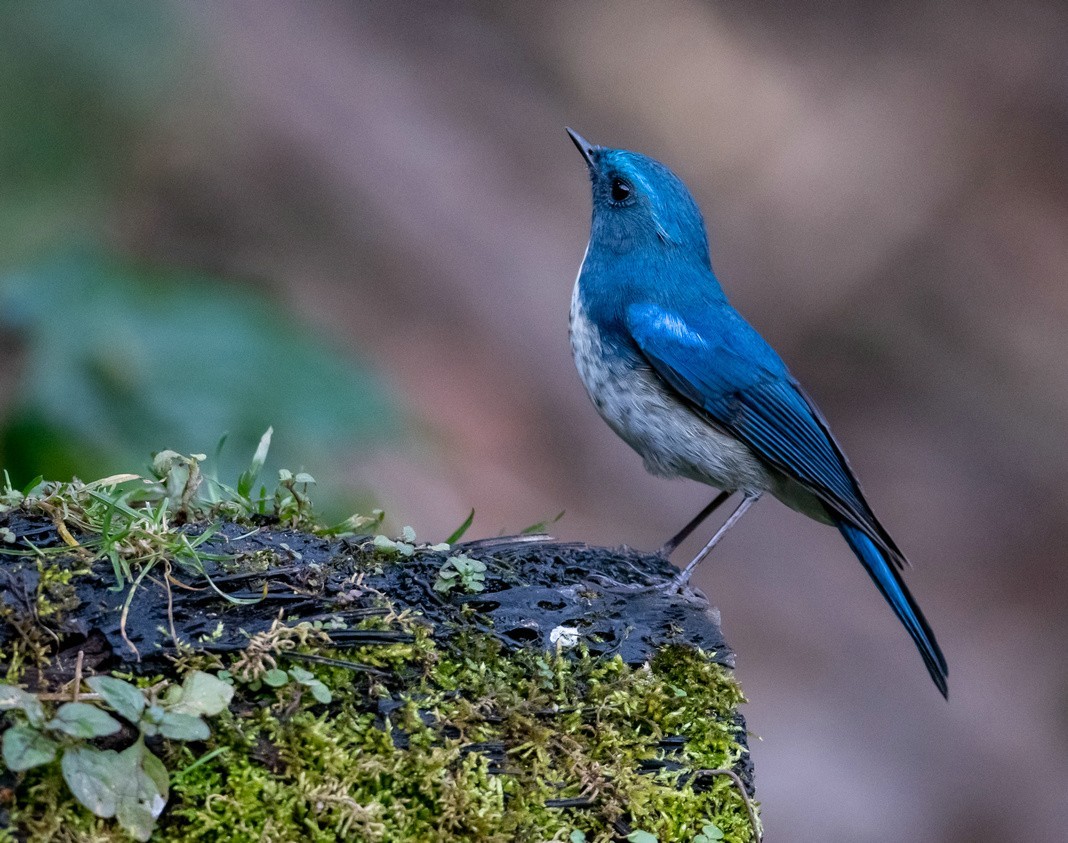 清秀的《蓝眉林鸲》