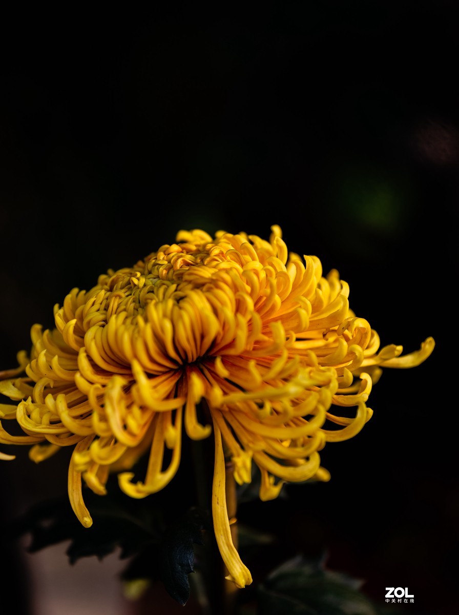 岳麓山赏菊～十四