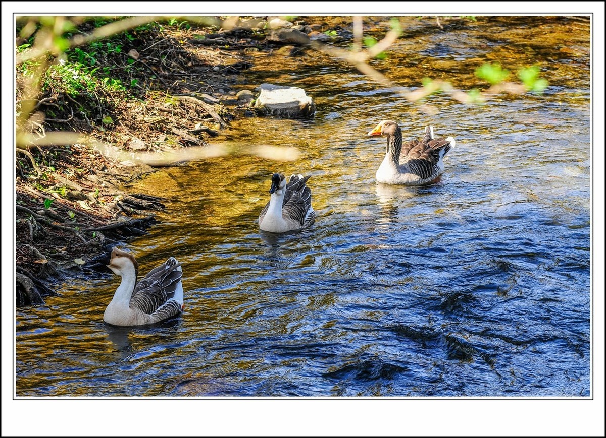 身在小镇--我的第二故乡,思念武汉--我的故乡!