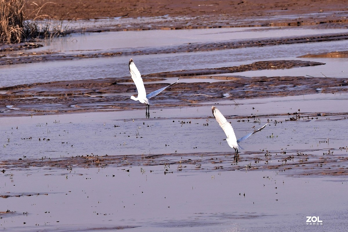 【视觉光影】黄河沉沙池随拍（6） 祝新春快乐！牛年吉祥！！