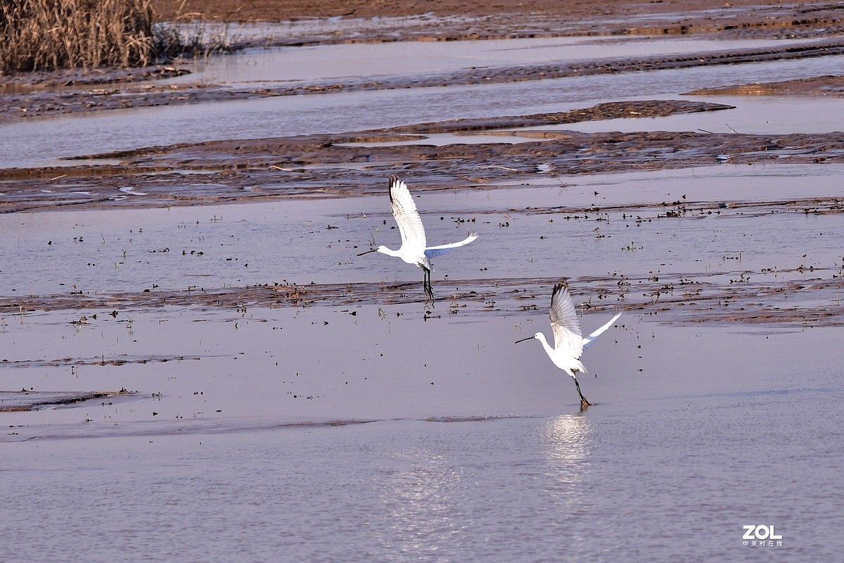 【视觉光影】黄河沉沙池随拍（6） 祝新春快乐！牛年吉祥！！