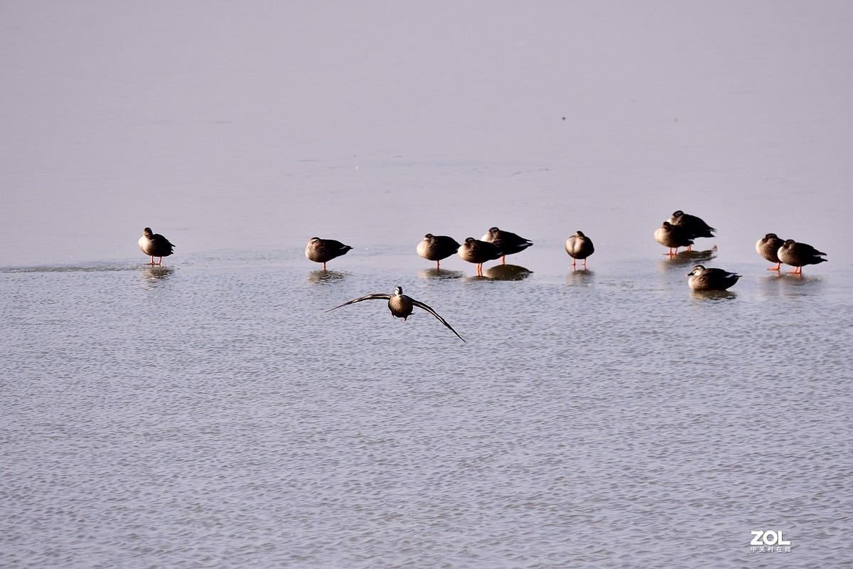【视觉光影】黄河沉沙池随拍（6） 祝新春快乐！牛年吉祥！！