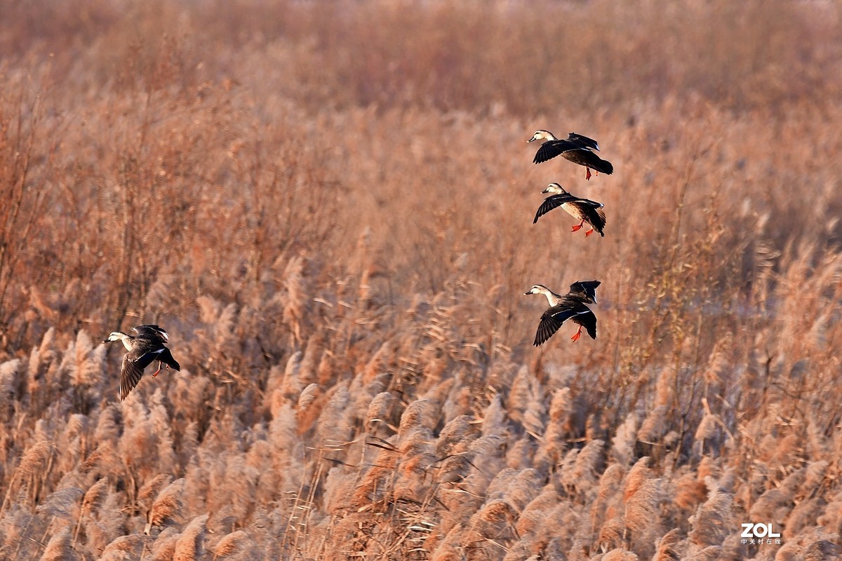 【视觉光影】黄河沉沙池随拍（6） 祝新春快乐！牛年吉祥！！