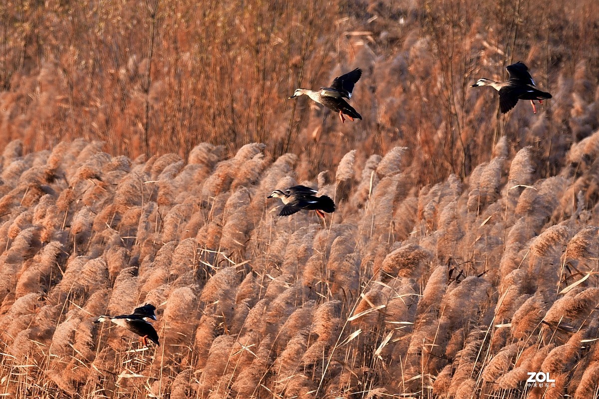 【视觉光影】黄河沉沙池随拍（6） 祝新春快乐！牛年吉祥！！
