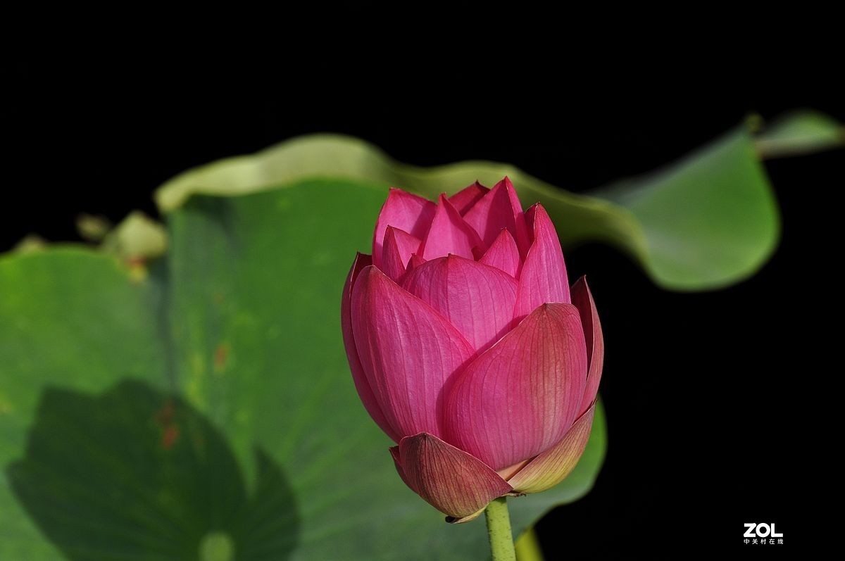 盆载荷花---祝朋友们端午安康