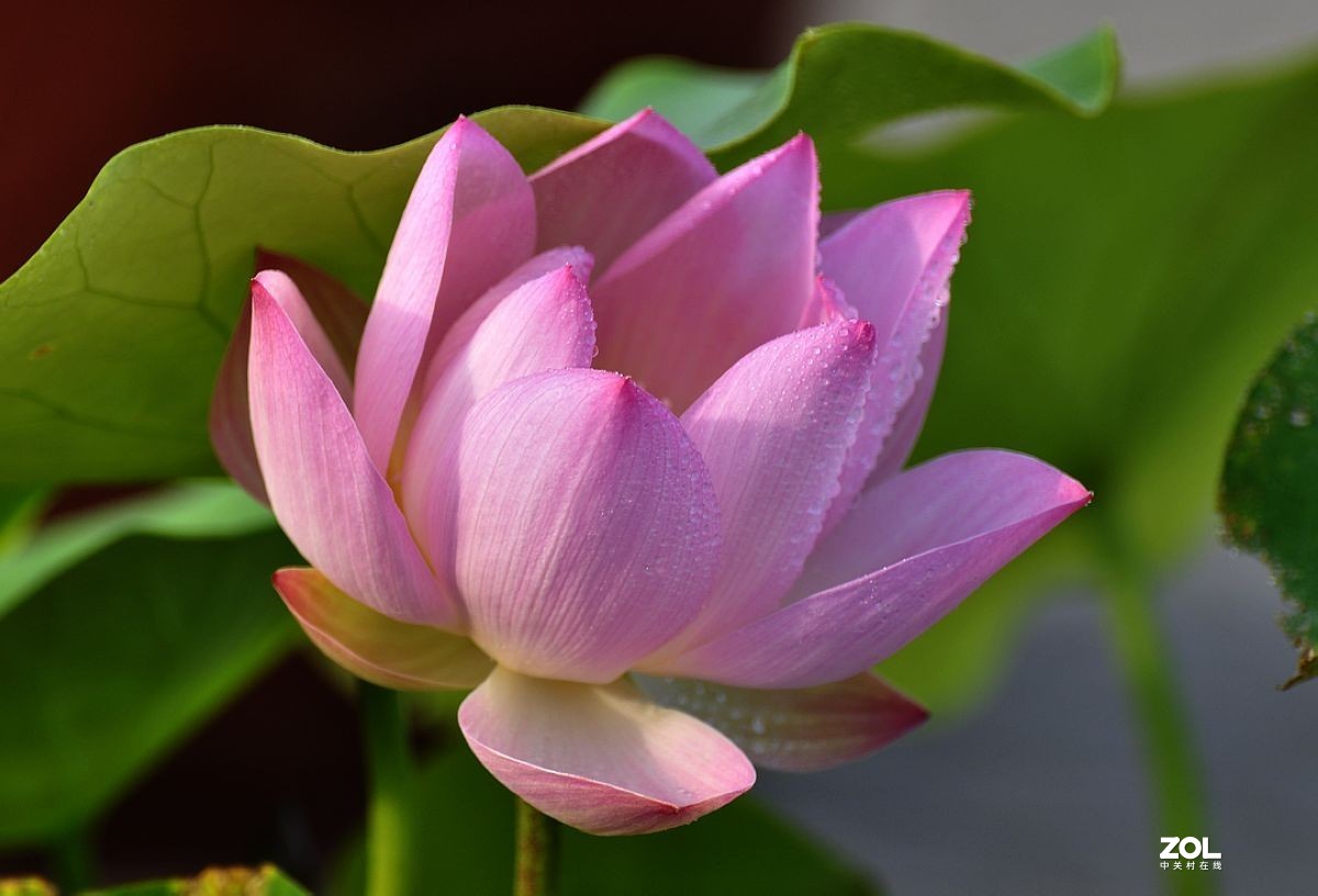 盆载荷花---祝朋友们端午安康