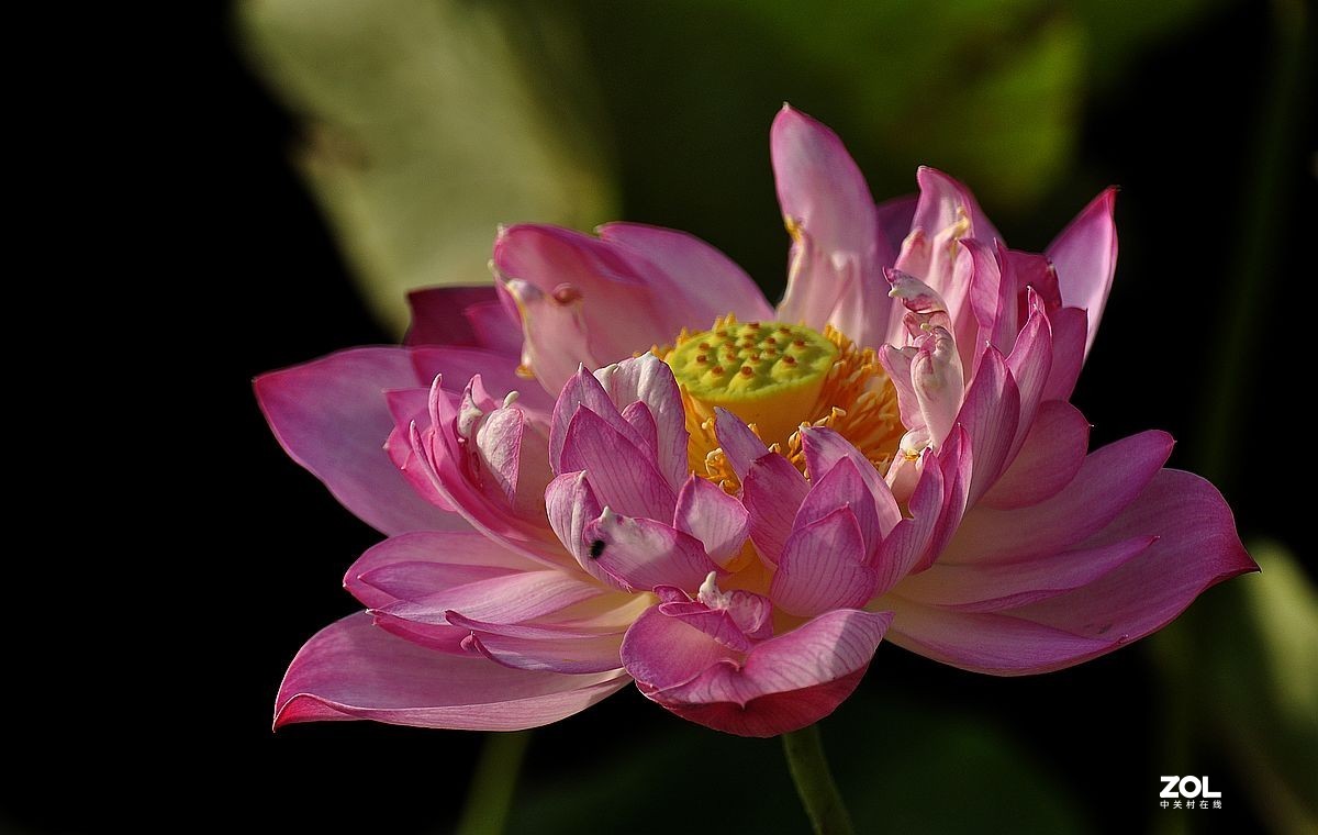 盆载荷花---祝朋友们端午安康