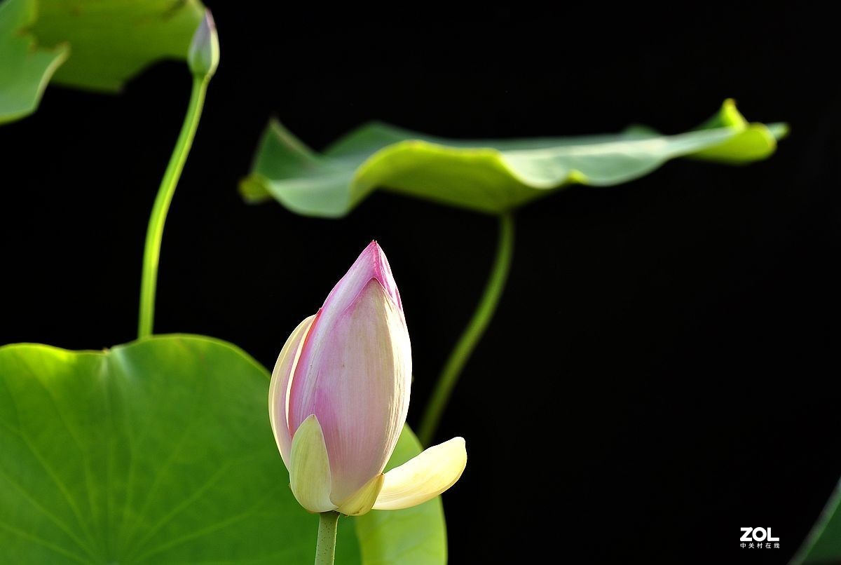 盆载荷花---祝朋友们端午安康