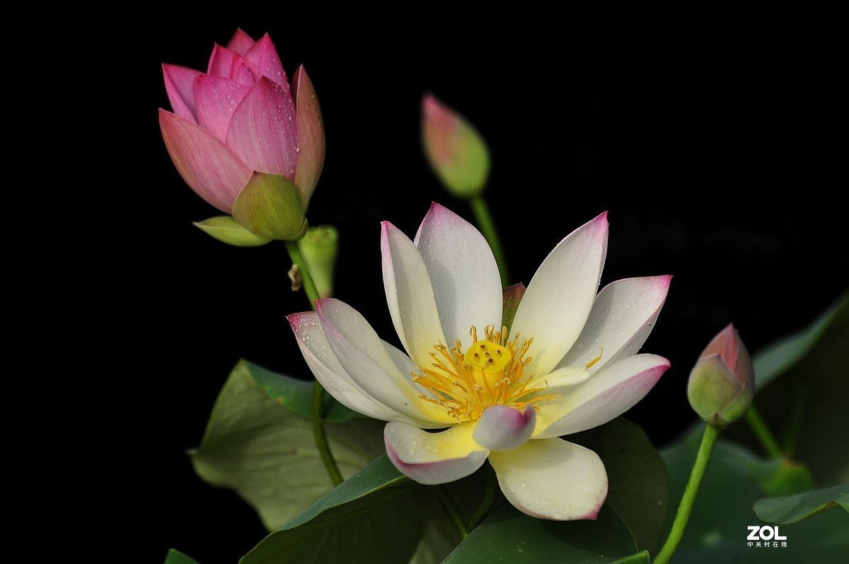 盆载荷花---祝朋友们端午安康