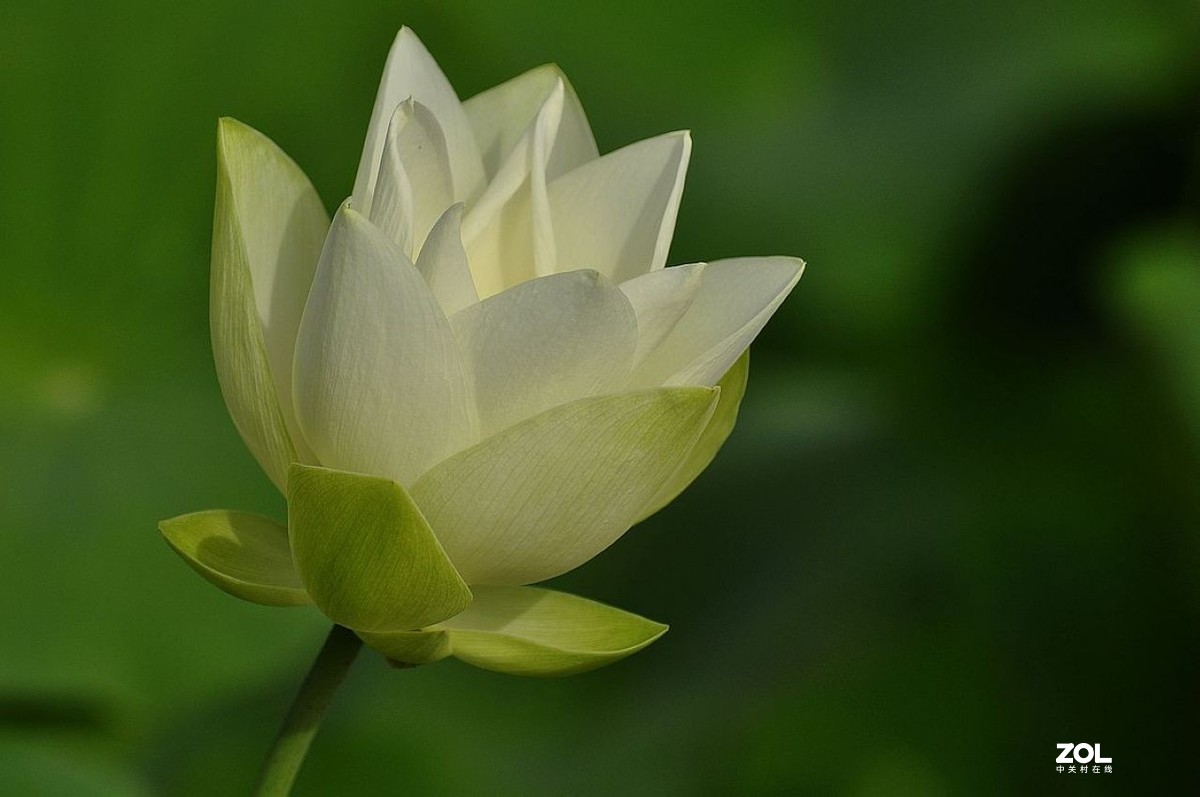 盆载荷花---祝朋友们端午安康