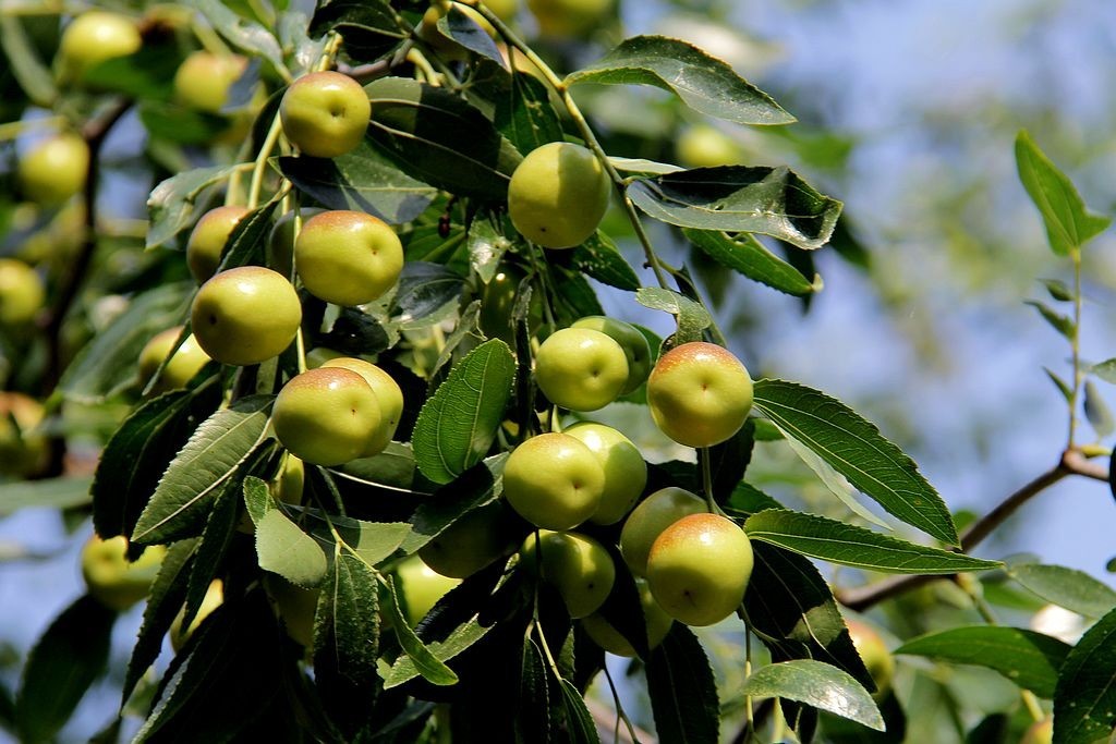 硕果累累枣丰收2