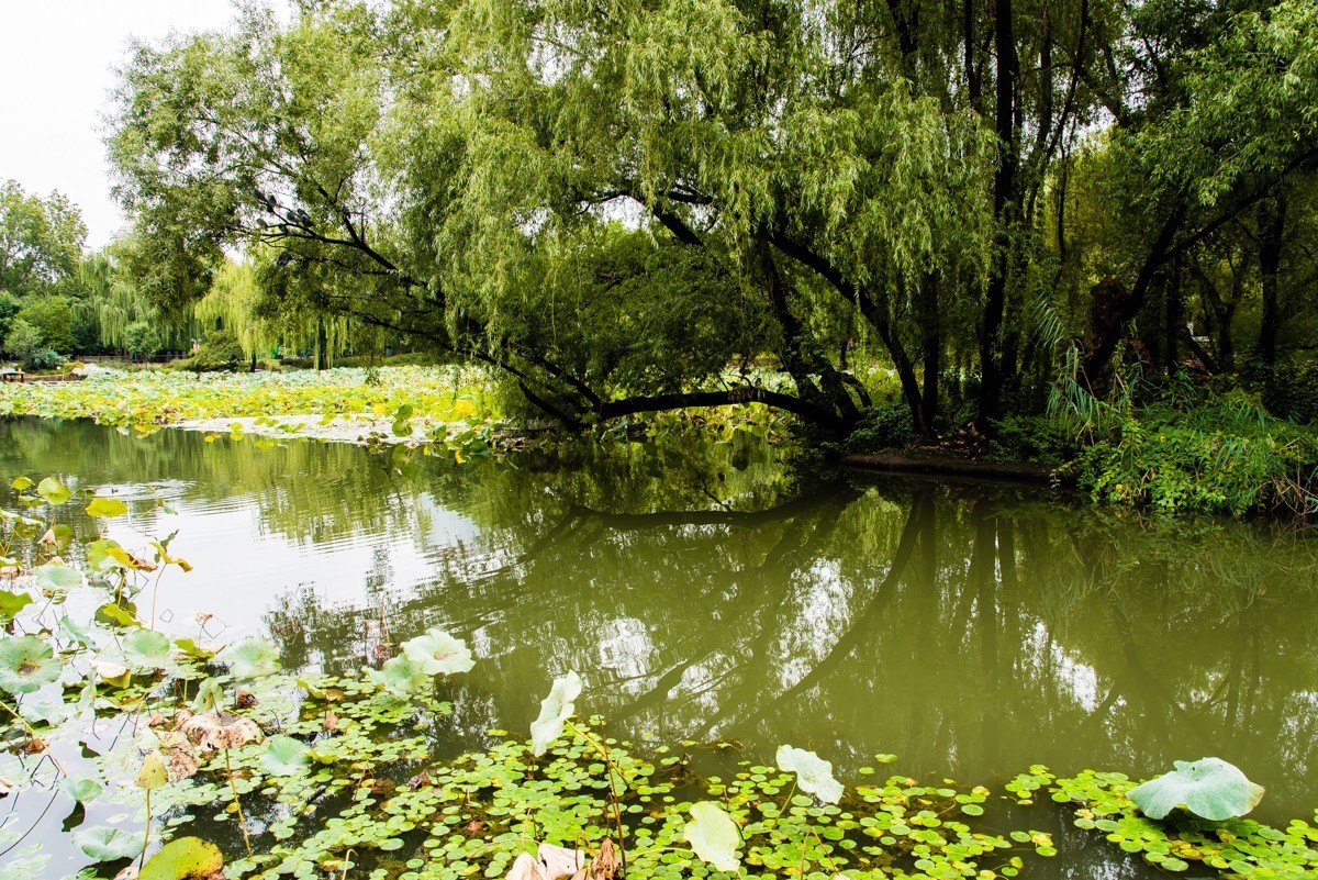 鏡頭裡第1138號北京紫竹院公園遊拍四