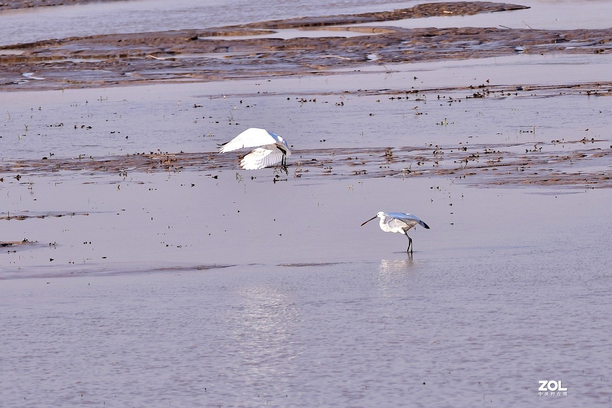 【视觉光影】黄河沉沙池随拍（6） 祝新春快乐！牛年吉祥！！