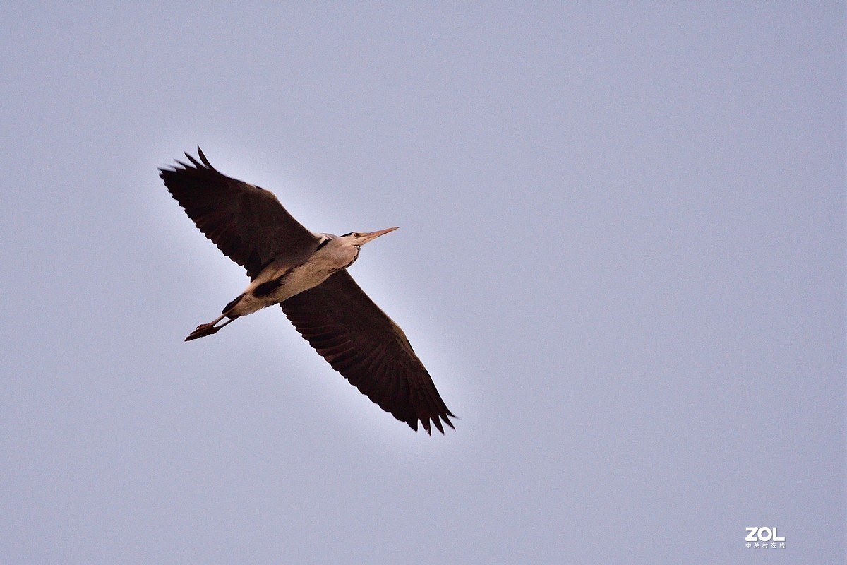【视觉光影】黄河沉沙池随拍（6） 祝新春快乐！牛年吉祥！！