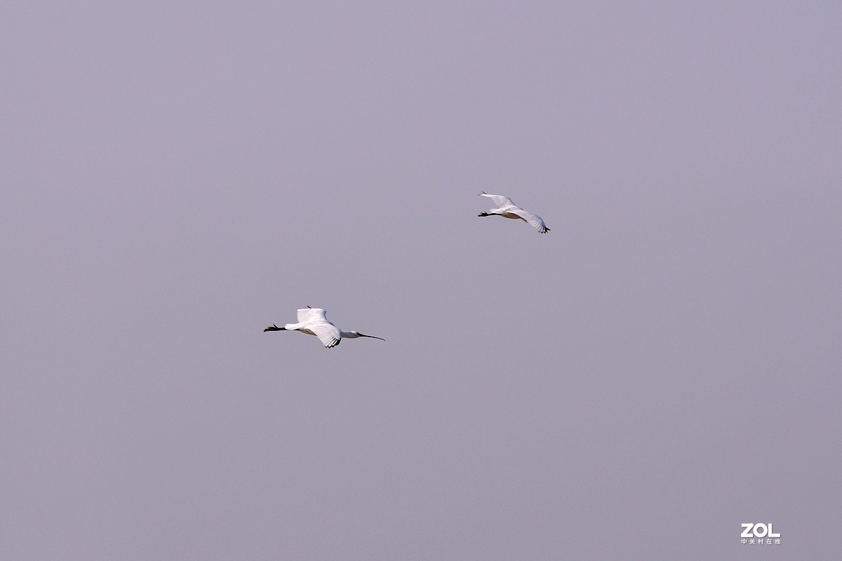 【视觉光影】黄河沉沙池随拍（6） 祝新春快乐！牛年吉祥！！