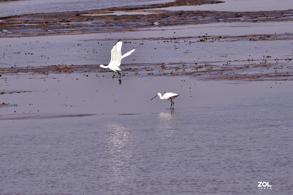 【视觉光影】黄河沉沙池随拍（6） 祝新春快乐！牛年吉祥！！