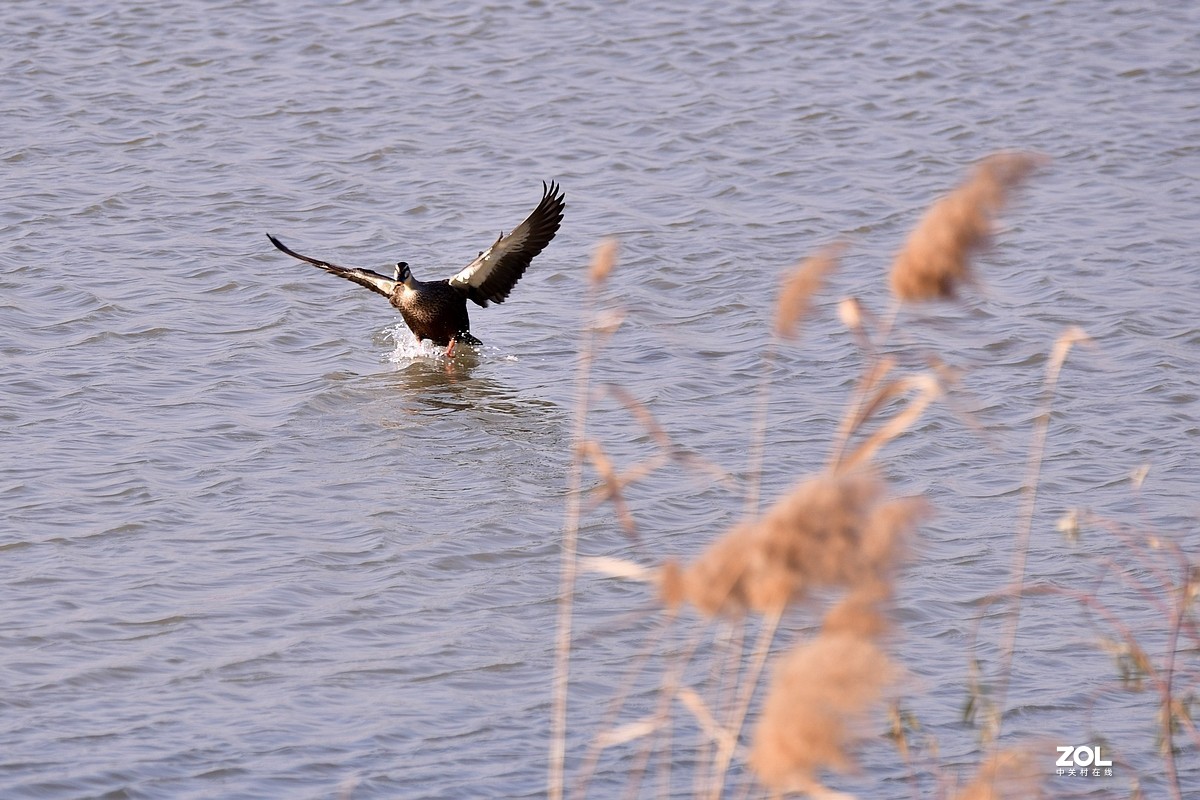 【视觉光影】黄河沉沙池随拍（6） 祝新春快乐！牛年吉祥！！